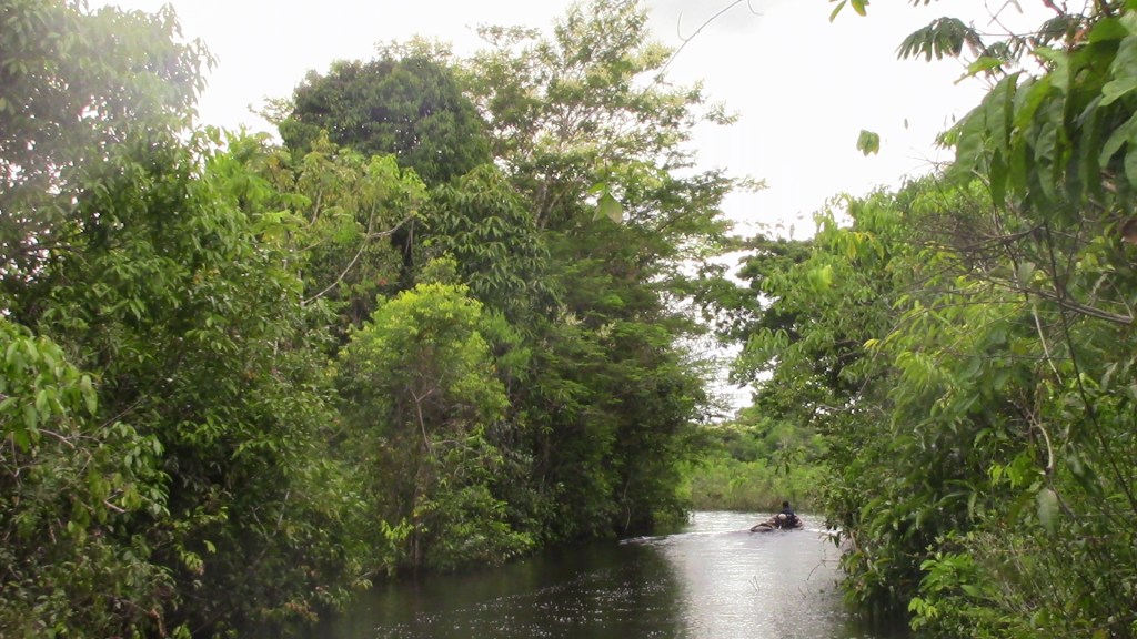 غابات الامازون البيروفية
صورة بعدستي 