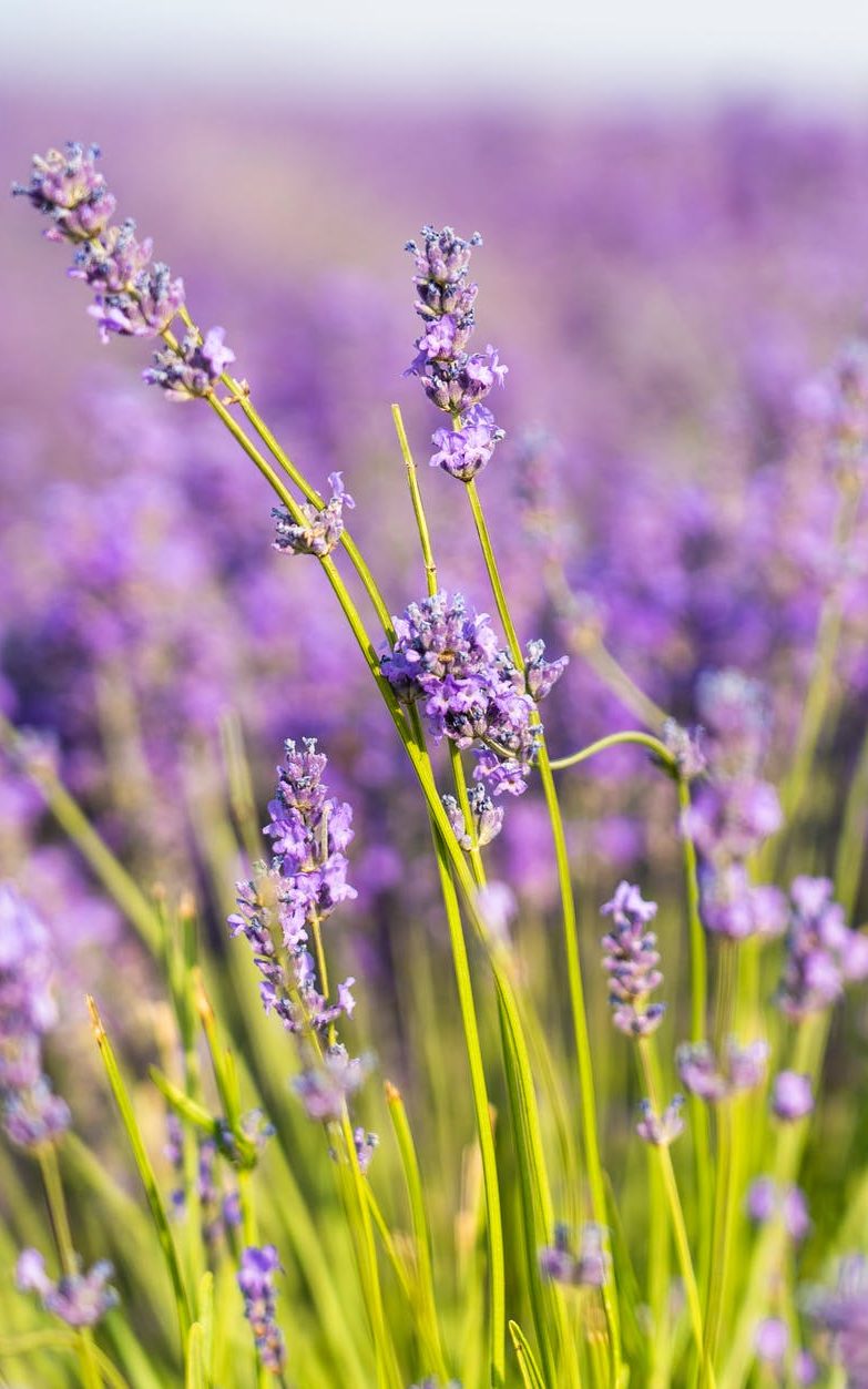 closeup photography of purple petaled flower field