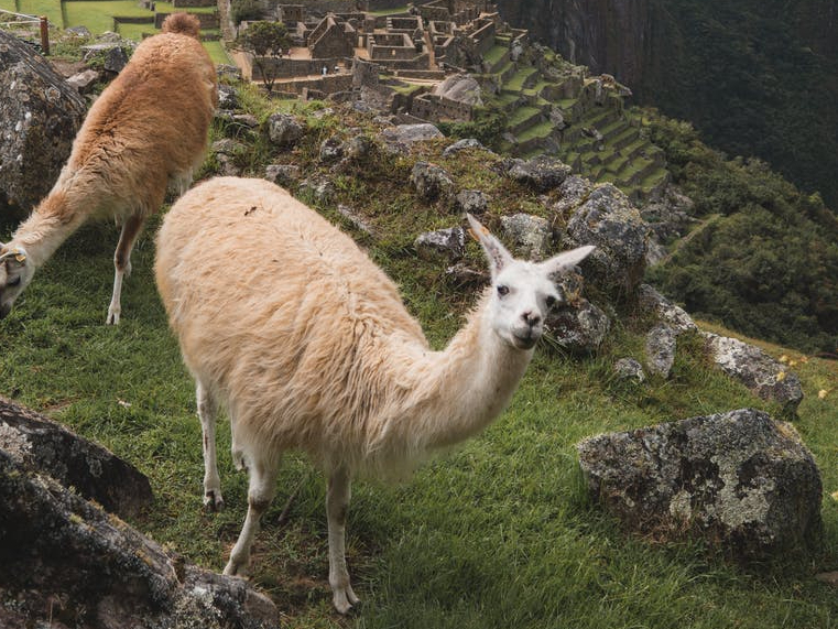 حيوان اللاما في دولة البيرو